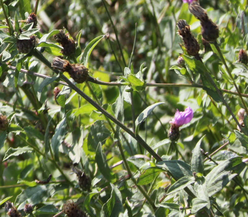 Che tipo di centaurea? - Centaurea nigrescens